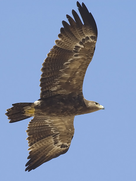 Arokotka, Steppe Eagle, Aquila nipalensis